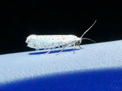 Réf. 347 265 : Yponomeuta evonymella